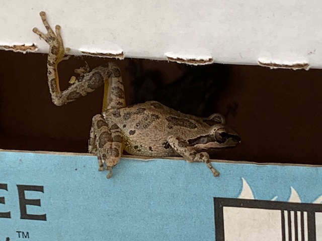 Nancy with her beautiful onion